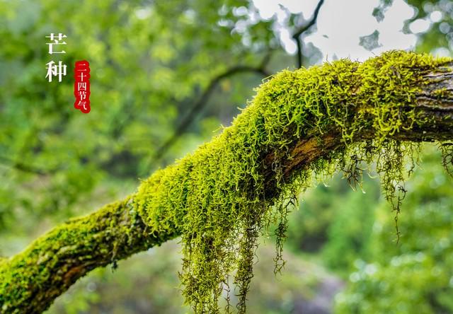 ；芒种在尾热死老牛”今年哪？不朽情缘“芒种在头六月穿棉