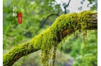 ；芒种在尾热死老牛”今年哪？不朽情缘“芒